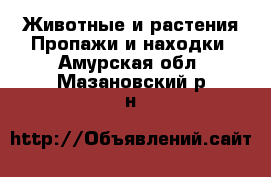 Животные и растения Пропажи и находки. Амурская обл.,Мазановский р-н